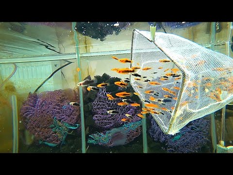 Видео: Работа с Меченосцами