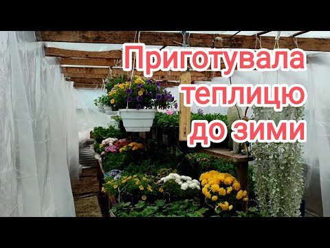 Видео: Помила теплицю та перенесла оброблені квіти.