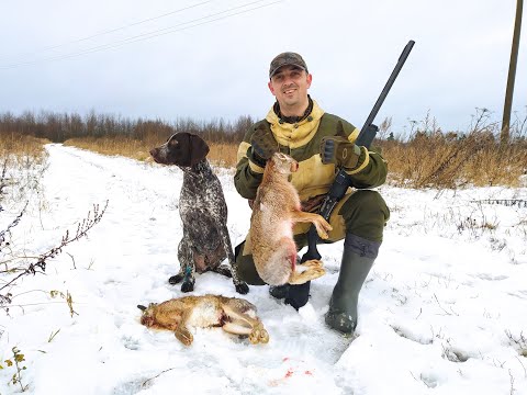 Видео: Охота на зайца  с курцхааром! Открытие сезона 2020. Трофей добыт!