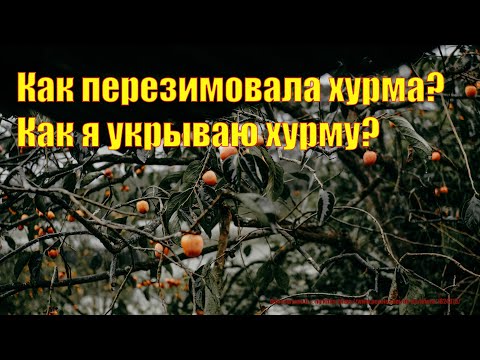 Видео: Как перезимовала однолетняя #хурма? Как укрывать на зиму?