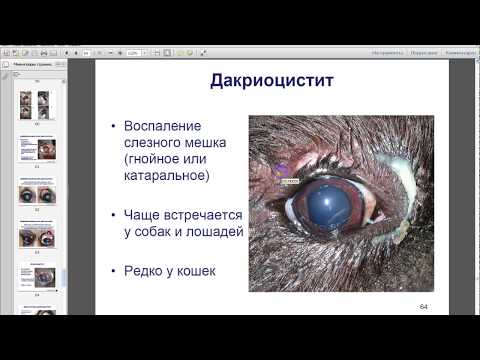 Видео: МВЦ ГБ вебинар: ветеринарная офтальмология на примере клинических случаев. Блок 4