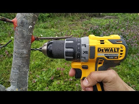 Видео: ПРИВИВКА ДРЕЛЬЮ / grafting plum drill