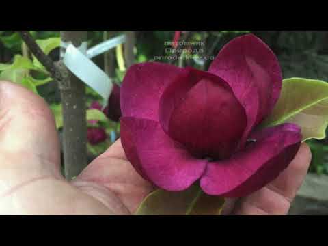 Видео: Магнолия Джени (Genie) 2