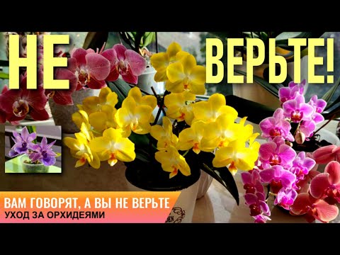 Видео: ❗️ВАМ НИКТО ЭТОГО НЕ ПОКАЖЕТ! ВАМ ГОВОРЯТ, А ВЫ НЕ ВЕРЬТЕ-НЕВЕРОЯТНОСТИ В РАЗВИТИИ/ЦВЕТЕНИИ ОРХИДЕЙ!
