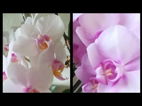Видео: МОИ КОРОЛЕВСКИЕ ОСОБЫ! ❣️❤️😍🤩😇👍#PHALAENOPSIS #MIKI SAKURA И БЕЗ ИО))