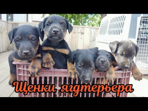 Видео: Щенки ягдтерьера ч.2 
 Jagdterrier puppies