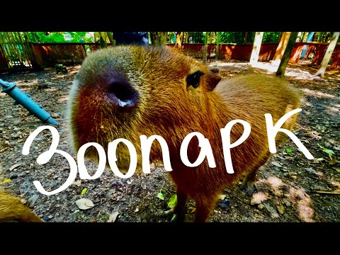 Видео: Контактный зоопарк в Майами. Кормлю капибар, много мартышек, попугаев, фламинго.