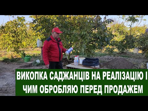 Видео: №109 Горіхові саджанці: як викопати і чим обробити перед посадкою або зберіганням