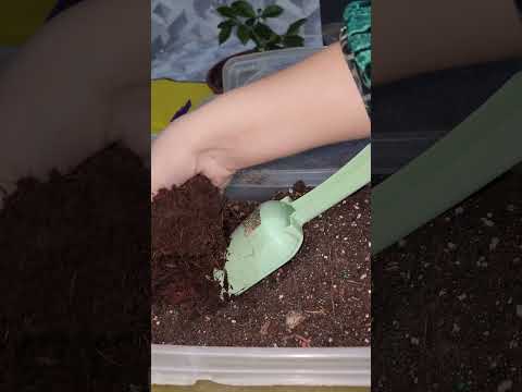 Видео: N⁰-293. Гарденияу гулин  парвариши .🤩🤩🤩