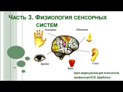 Видео: Анализаторы. Зрительный анализатор.