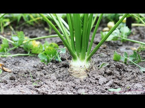 Видео: Как выращивать сельдерей часть 2