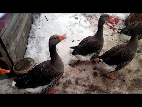 Видео: Какой высотой делать забор для гусей