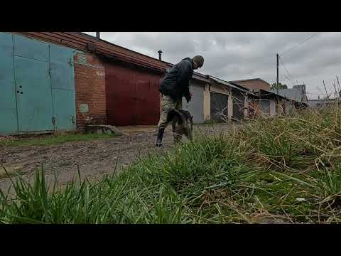 Видео: #Кайдо#K9#зкд 