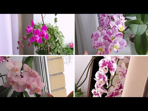 Видео: Мои комнатные растения на южном окне январь 2024🌱🪴🌷