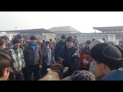 Видео: чоршанбебозори   нохияи хамадони  15 январ зурибад 👍 👍👍👍