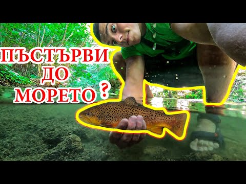 Видео: ПЪСТЪРВИ до Морето ?