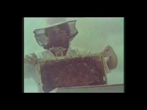 Видео: Пчеловодство,Современные методы содержания и разведения пчел