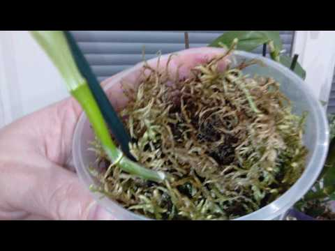 Видео: Кейки😇Как посадить деток орхидеи?)Дендробиум Нобиле