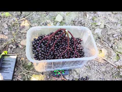 Видео: Бузина Сампо. Грона в 2025 році 