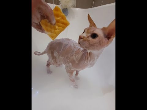 Видео: Как мыть кошку. Сфинкс купается.