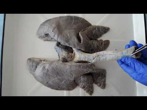 Видео: Видеозанятие 27 «Органы дыхания (часть 2)»