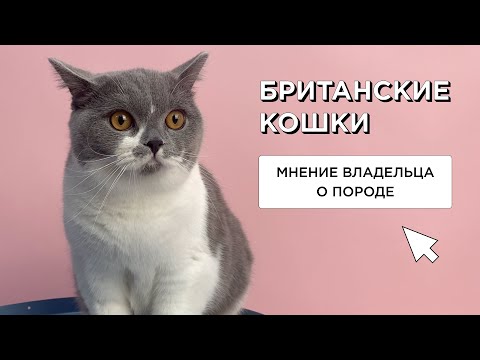 Видео: БРИТАНСКИЙ  КОТ - МНЕНИЕ ВЛАДЕЛЬЦА О ПОРОДЕ