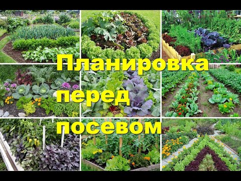 Видео: Что можно сажать на одной грядке. Какие овощи не совместимы.