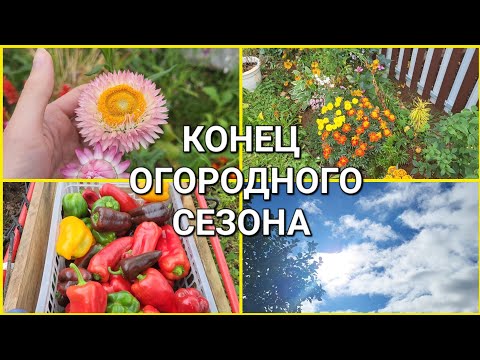 Видео: СУПЕР УРОЖАЙ ПЕРЦА!КОНЕЦ СЕЗОНА!