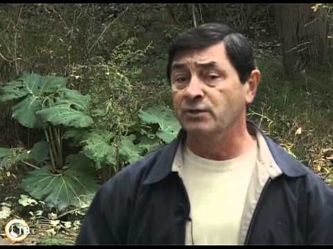 Видео: Зеленое ожерелье Белокопытник 1-ая часть