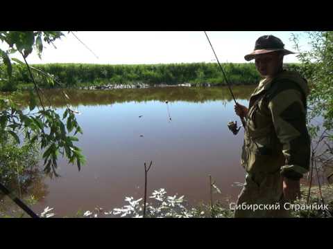 Видео: Рыбалка в Сибири. Сазан есть.