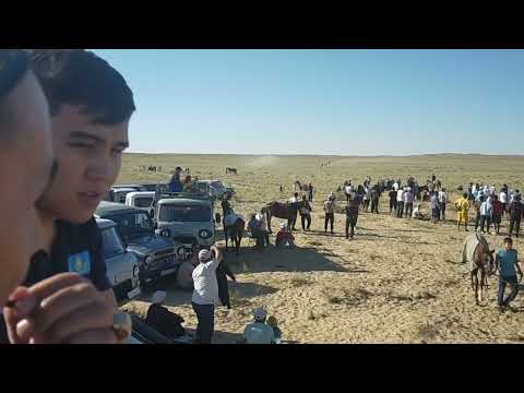 Видео: Қарақұм Құнан бәйге
