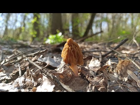 Видео: Первые весенние находки. Сморчковая шапочка...