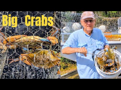 Видео: Синие крабы пробуют разные глубины