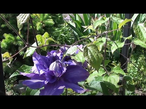 Видео: Болезни клематисов.Увядание.