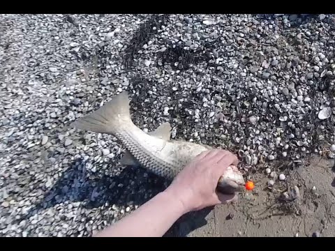 Видео: Когда начинается весенний жор пеленгаса