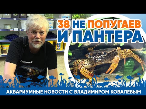 Видео: Новости аквариумного магазина с Владимиром Ковалевым (18.07.24). 38 НЕ попугаев и пантера 🐆