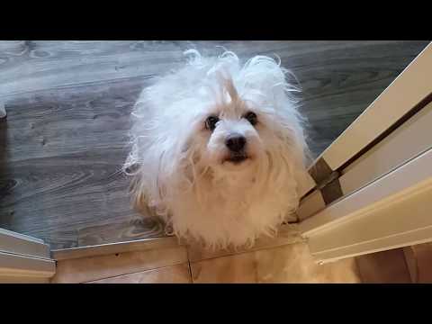 Видео: Стрижка Китайской Хохлатой пуховки. До и после / chinese crested powder puff grooming. Before/after