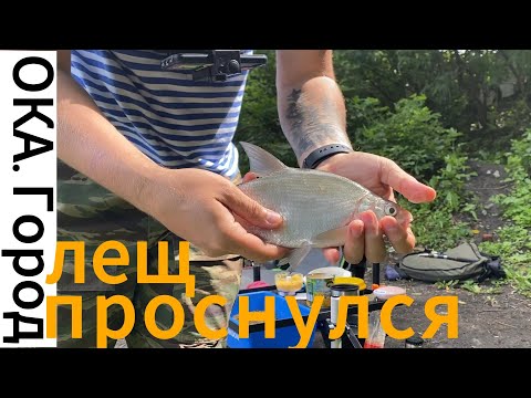 Видео: Ока. Орёл. Лещ просыпается 09.07.2023 #рыбалка #природа #fishing #fider #фидер #лещ #рекаока