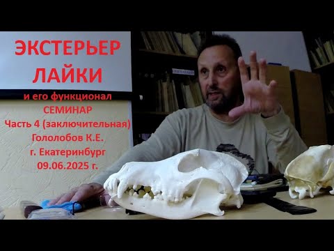 Видео: Часть 4 заключительная Семинар Экстерьер ЛАЙКИ, селекция. Гололобов К.Е. Екатеринбург 09.06.2025.