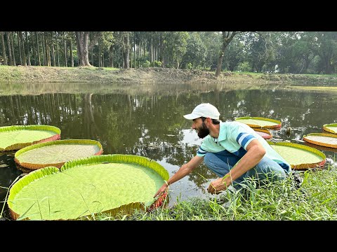 Видео: Индия. День 13. Калькутта