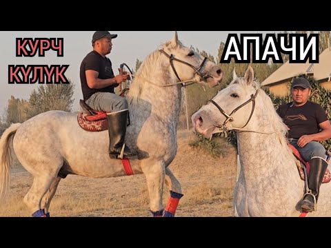 Видео: АПАЧИ АТ КУРЧ ЭКЕН ЖАНЫБАР 🔥НУРИКТЕ