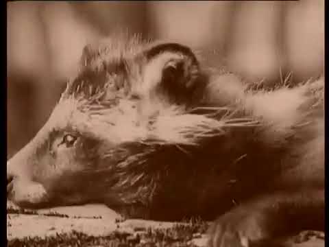 Видео: Лесные люди (1928) Фильм Александра Литвинова Документальный