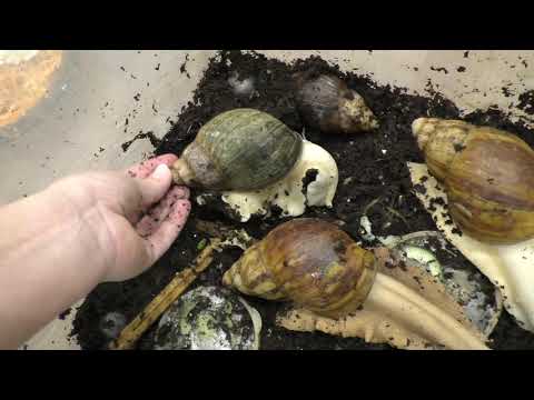 Видео: Улитки АХАТИНЫ плохое содержание. УЖАСНОЕ содержания улиток.