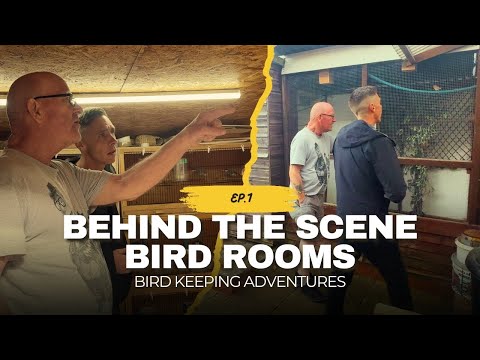 Видео: Обустройство птичника и вольера для разведения амадин — за кулисами, эпизод 1