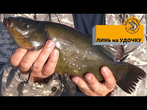 Видео: ЛИНЬ на УДОЧКУ.   СЕКРЕТЫ ПРИКОРМКИ и ПРИВАЖИВАНИЯ ЛИНЯ. ГДЕ ЛОВИТЬ ЛИНЯ. РЫБАЛКА на ЛИНЯ.