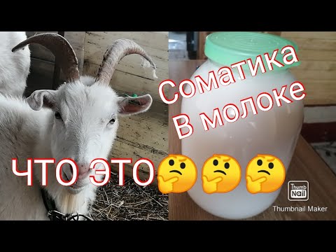 Видео: Соматические клетки в молоке. Как лечить соматику.