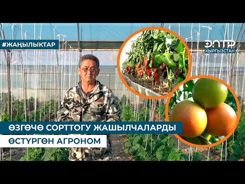 Видео: ӨЗГӨЧӨ СОРТТОГУ ЖАШЫЛЧАЛАРДЫ ӨСТҮРГӨН АГРОНОМ
