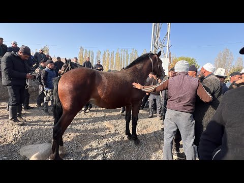 Видео: 190 МИҢГЕ САТЫЛГАН ӨСПҮРҮМ. НООКАТ ЖЫЛКЫ БАЗАРЫ / 19 октябр 2025  Жыл