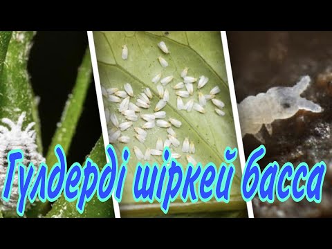 Видео: Гүлдерге шіркей түссе. Гүлдегі зиянкестерді жояды. Гүлдер әлемі