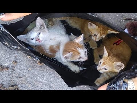 Видео: Хозяйка выбросила кошку с котятами на улицу, даже не подозревая какое наказание её ждёт…
